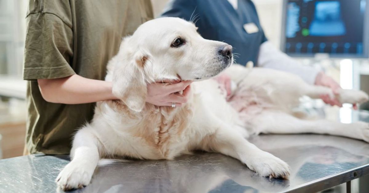 cómo se trata una hernia de disco en un perro