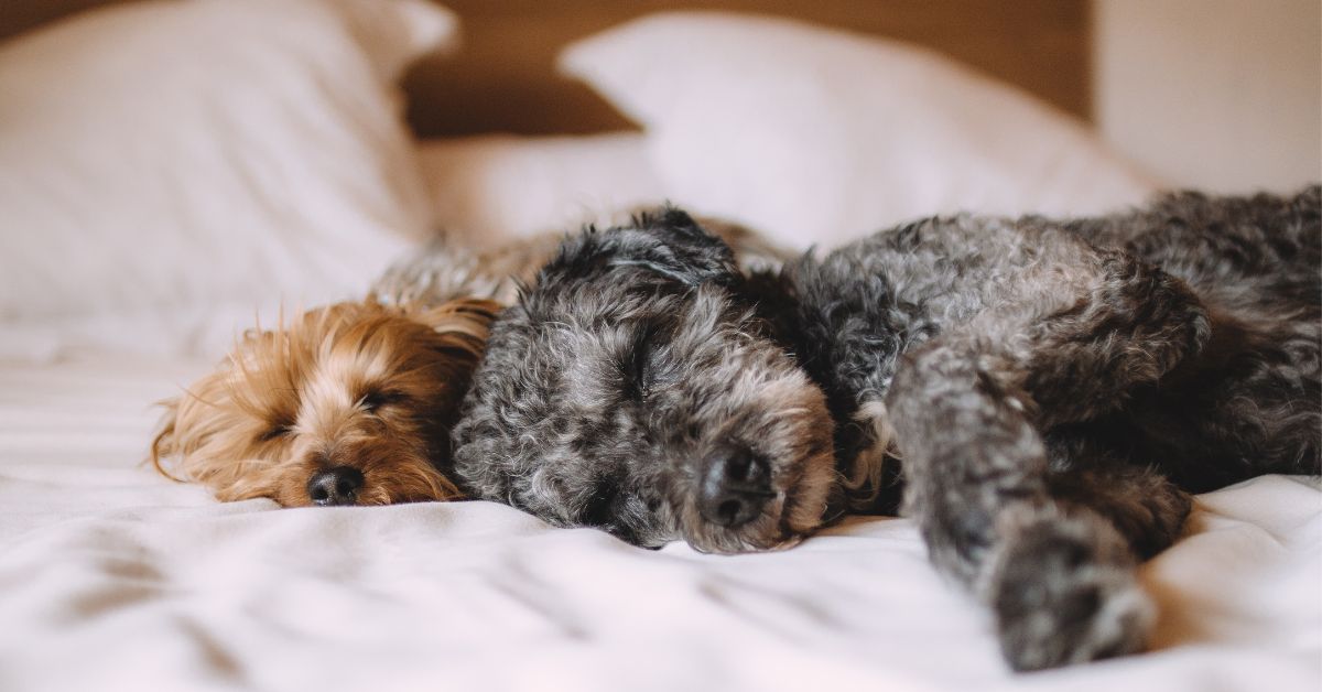 Música Relajante para Perros y Gatos