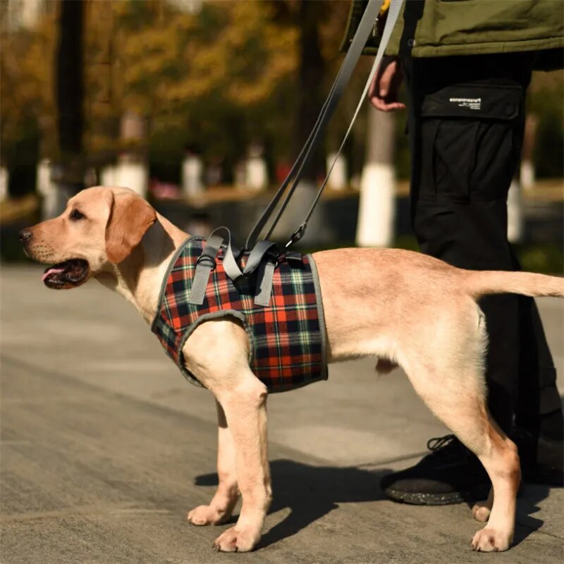 Arnés ortopédico patas delanteras Perros