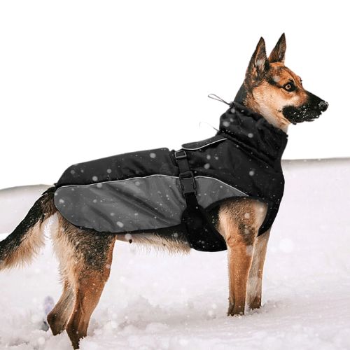 Chaqueta para Perro