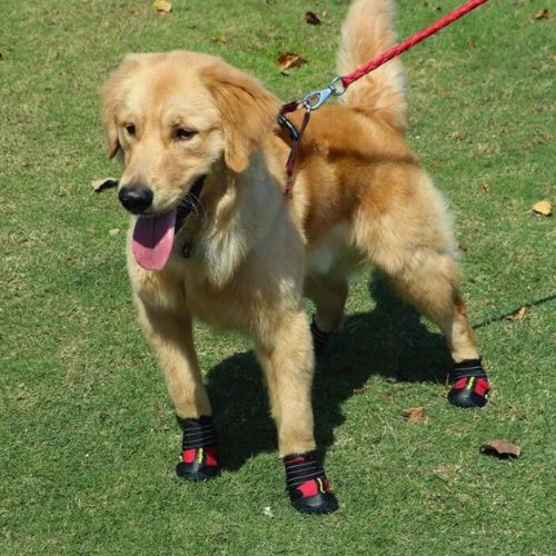 Botas protectoras para Perros