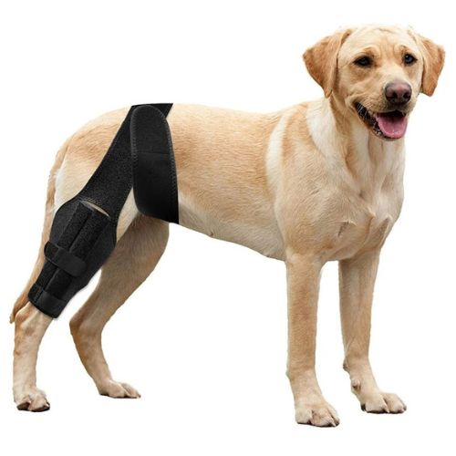 Soporte de Rodilla para Perros